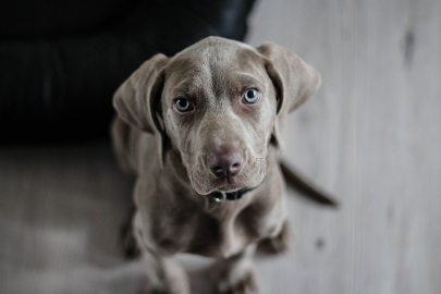 gallery/weimaraner-1381186_960_720